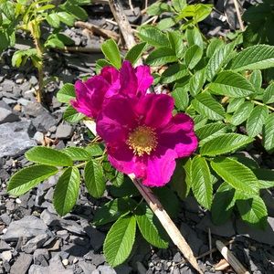 Meet your Posher, Francois